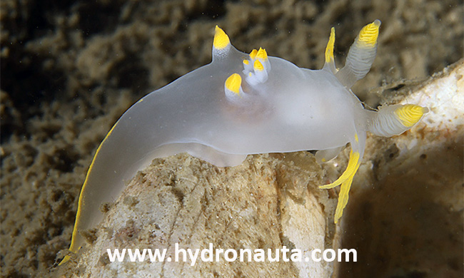 Polycera kernowensis